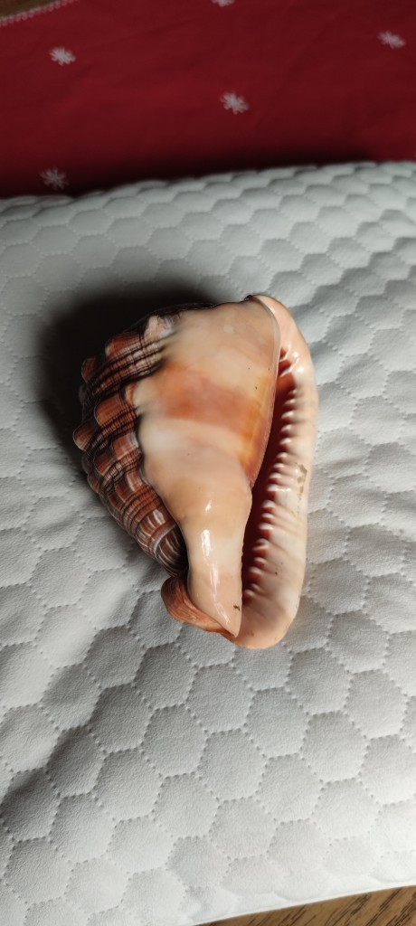 Muschelschale